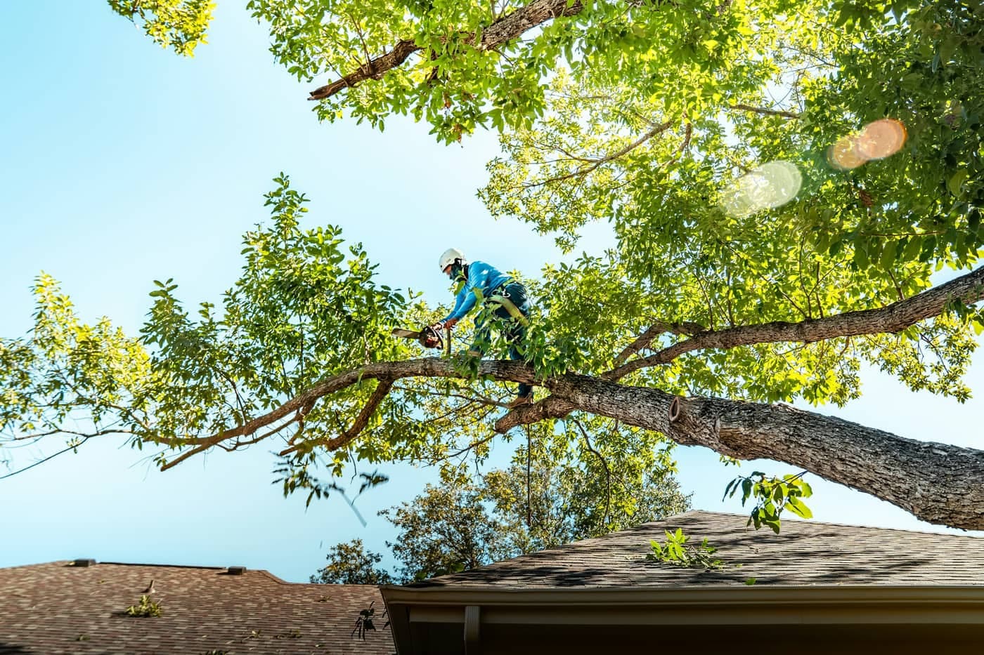 Omar Tree Services LLC